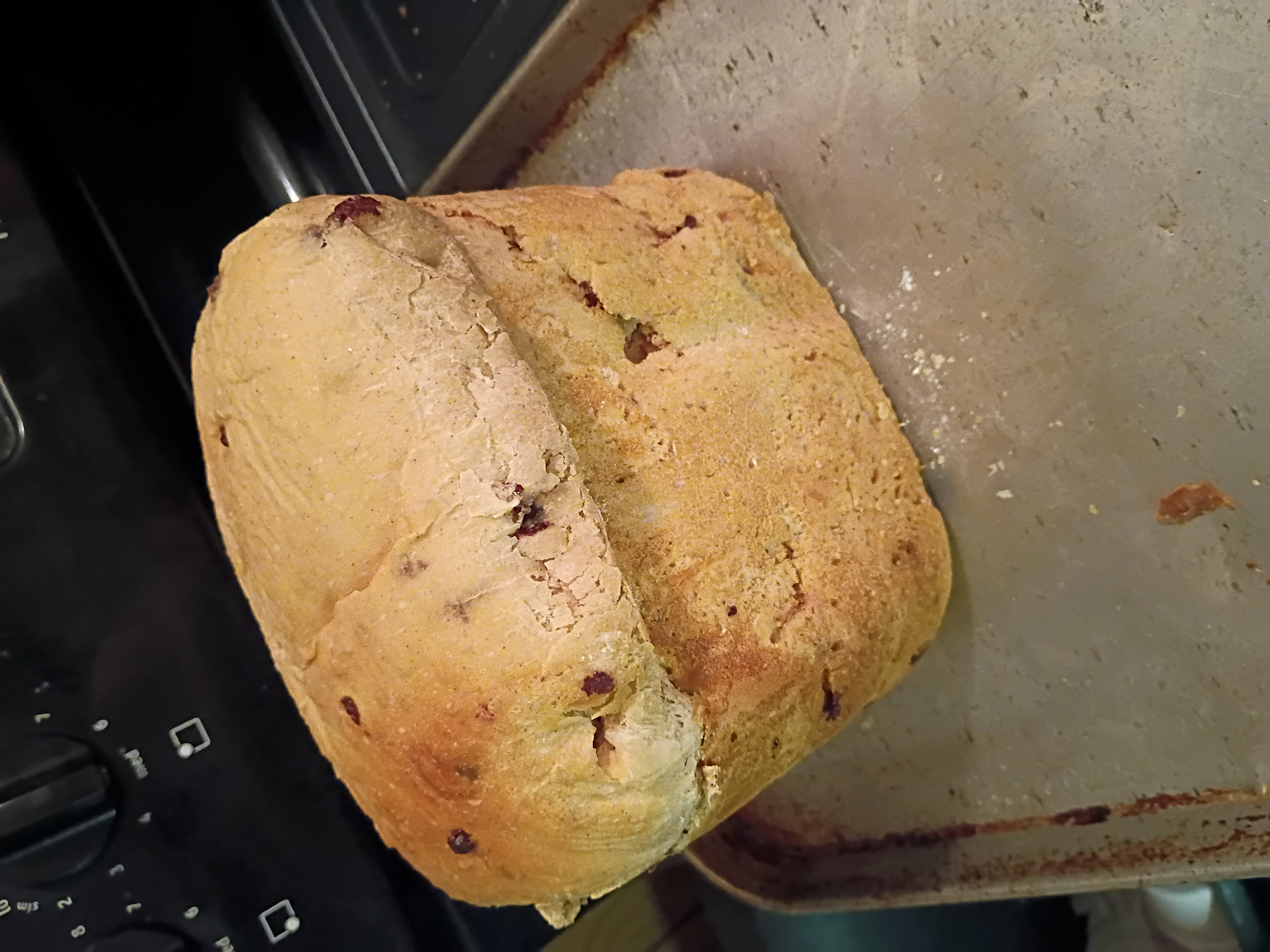 Chocolate chip moo moo photo